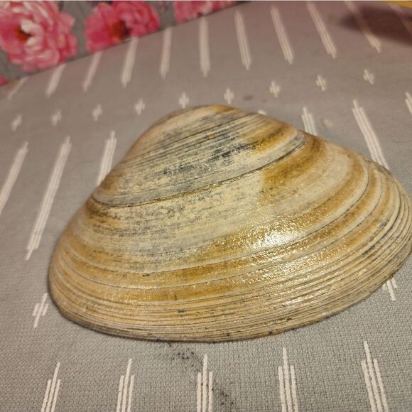 DECOUPAGE CLAM SHELL DECOUPAGE BLUE PATTERN ON A CLAM SHELL TRINKET DISH - Picture 11 of 11